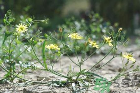 苦菜是蒲公英嗎？苦菜和蒲公英有什么區(qū)別？
