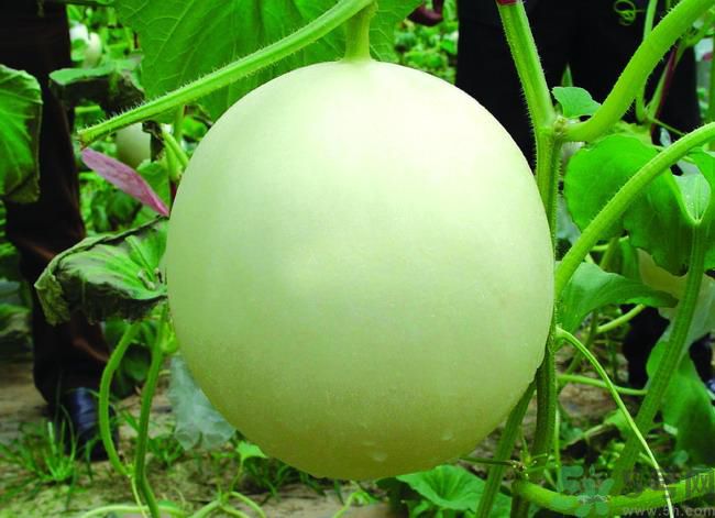 感冒了可以吃甜瓜嗎？感冒了吃甜瓜會加重病情嗎？