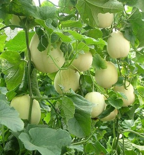 胃炎可以吃甜瓜嗎？胃炎吃甜瓜會(huì)有什么后果？