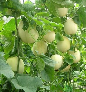 如何消除冰箱異味？冰箱有異味要怎么辦？