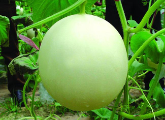 甜瓜可以放幾天？甜瓜可以保存幾天才會壞？