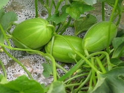 甜瓜可以放幾天？甜瓜可以保存幾天才會壞？