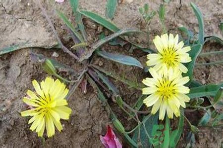 苦菜可以生吃嗎？苦菜生吃好還是熟吃好？