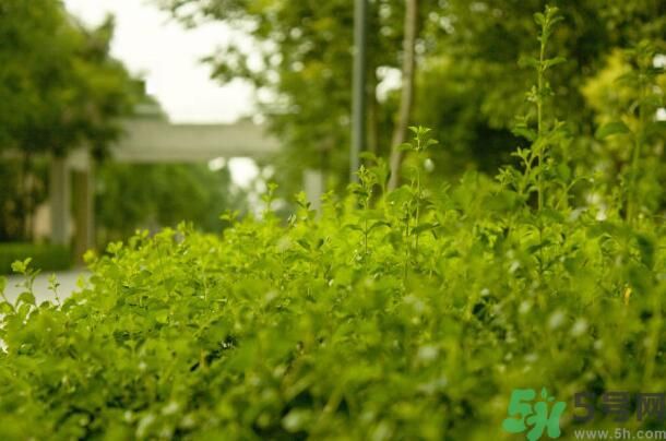 蚊子叮的包過幾天又癢是為什么？蚊子叮的包過幾天又癢怎么辦？