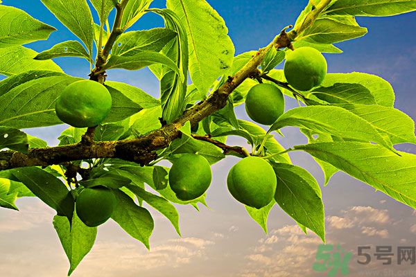 為什么說李子樹下埋死人？李子的食用禁忌有哪些？