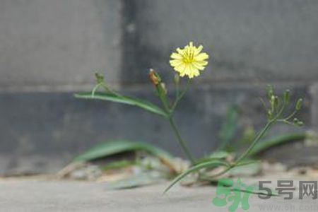 怎么挑選苦菜？挑選苦菜的方法有哪些？