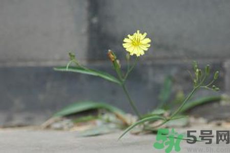 皮膚過敏可以吃苦菜嗎？吃苦菜會皮膚過敏嗎？