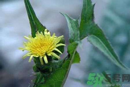 皮膚過敏可以吃苦菜嗎？吃苦菜會皮膚過敏嗎？