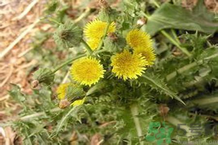 感冒可以吃苦菜嗎？感冒吃苦菜好嗎？