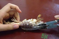 剝蝦神器怎么用？剝蝦神器在哪里買？