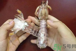 剝蝦神器怎么用？剝蝦神器在哪里買？