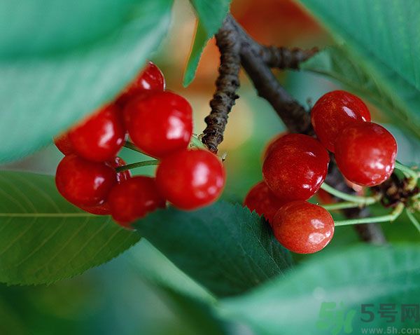 櫻桃核有毒嗎？吃櫻桃核會(huì)中毒嗎？