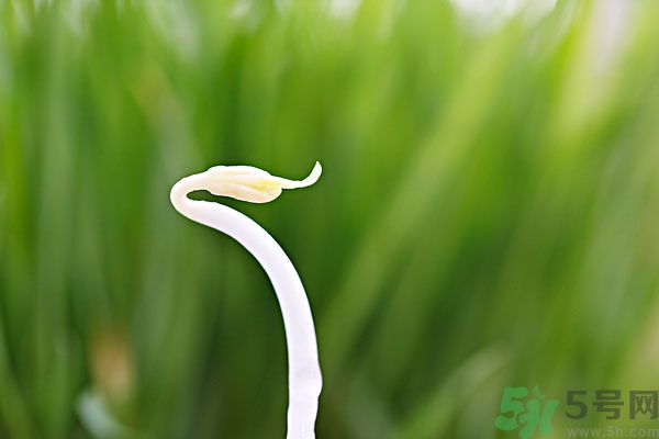 綠豆芽有什么功效？綠豆芽的功效是什么？
