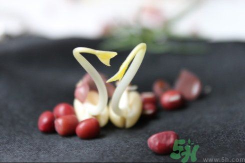 紅豆可以發(fā)豆芽嗎？紅豆芽可以吃嗎？