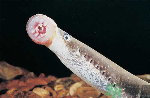 英吸血鬼魚暴增 什么是吸血鬼魚？