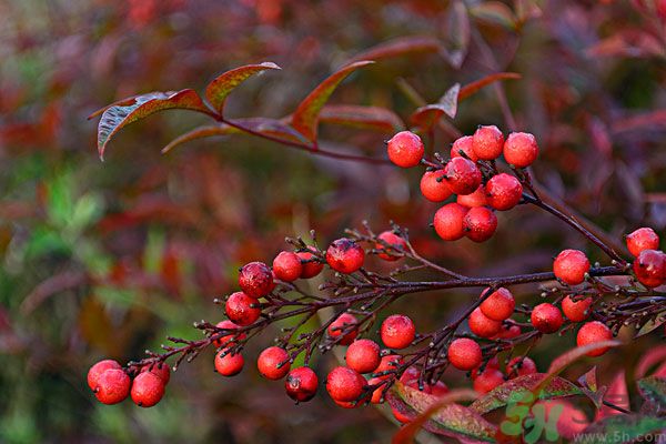尿酸高能吃山楂嗎？痛風(fēng)能吃山楂嗎？