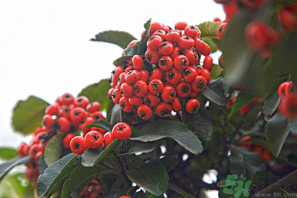 尿酸高能吃山楂嗎？痛風(fēng)能吃山楂嗎？