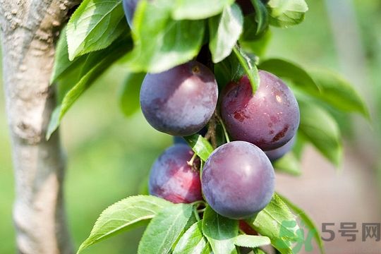 灰子和李子有什么區(qū)別？灰子的功效與禁忌