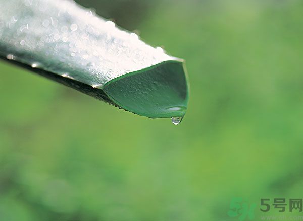 蘆薈可以吃嗎？蘆薈怎么吃？