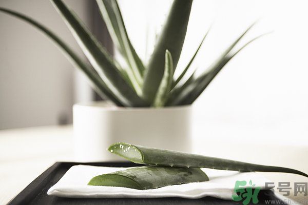 蘆薈怎么做好吃？蘆薈的做法有哪些？