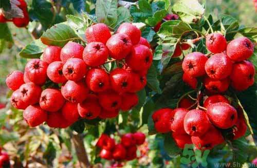 貧血可以吃山楂嗎？貧血能吃山楂嗎？