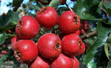 貧血可以吃山楂嗎？貧血能吃山楂嗎？