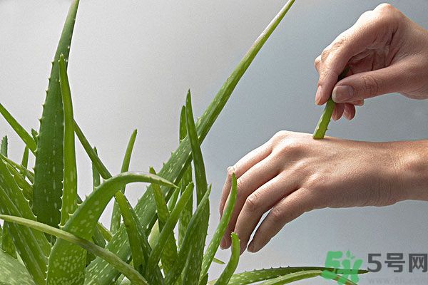 蘆薈是涼性的嗎？蘆薈是涼性還是熱性？