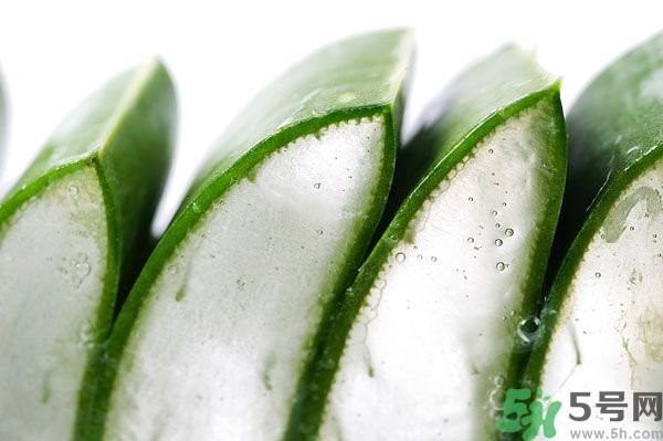 蘆薈是涼性的嗎？蘆薈是涼性還是熱性？