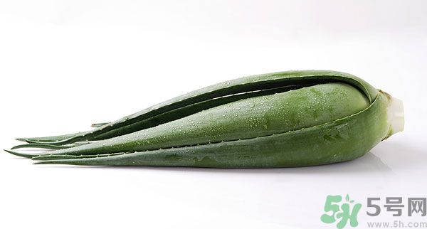 孕婦可以吃蘆薈嗎？孕婦吃蘆薈會怎樣？