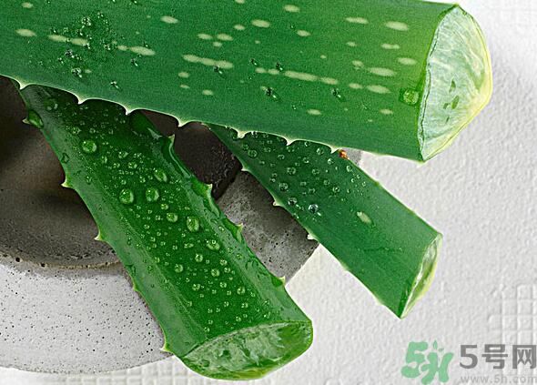 蘆薈是發(fā)物嗎？蘆薈是不是發(fā)物？