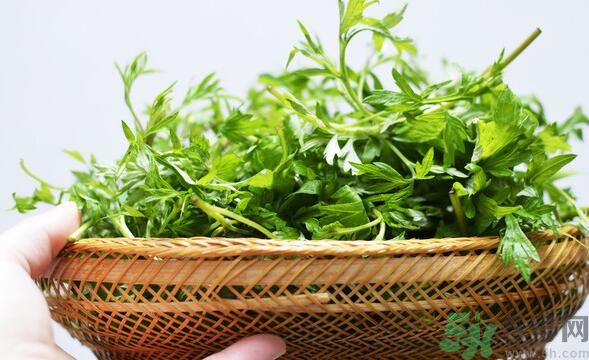 菖蒲是艾葉嗎？菖蒲是什么？