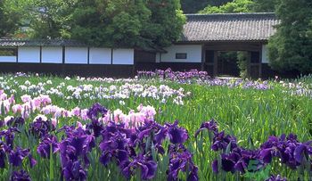 菖蒲是艾葉嗎？菖蒲是什么？