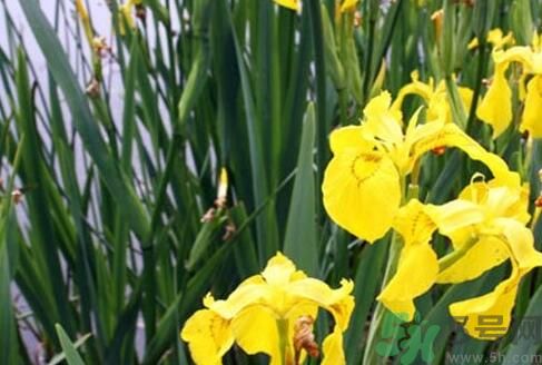 菖蒲是涼性的嗎？菖蒲是涼性還是熱性？