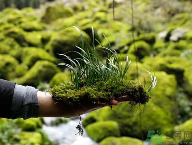 什么樣的菖蒲好？怎樣選購菖蒲？