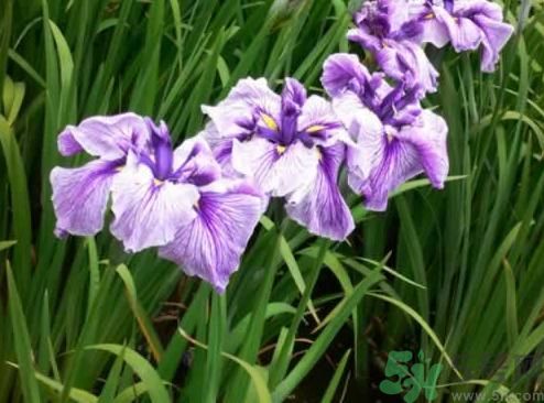 什么樣的菖蒲好？怎樣選購菖蒲？