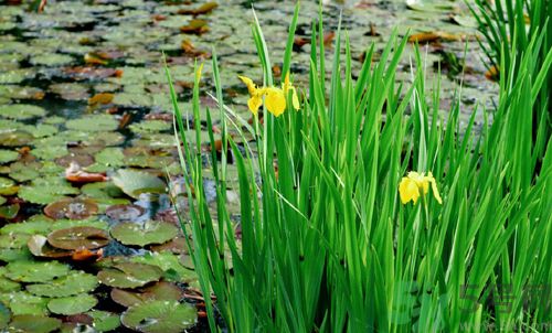 菖蒲有什么功效？菖蒲的功效是什么？