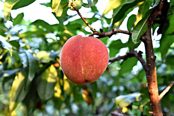 吃了李子能吃桃子嗎？桃子和李子同食好嗎？