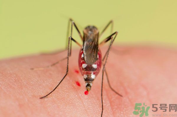 蚊子討厭什么氣味？蚊子討厭什么顏色？