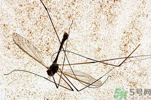 蚊子討厭什么氣味？蚊子討厭什么顏色？