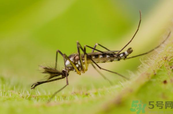 蚊子討厭什么氣味？蚊子討厭什么顏色？