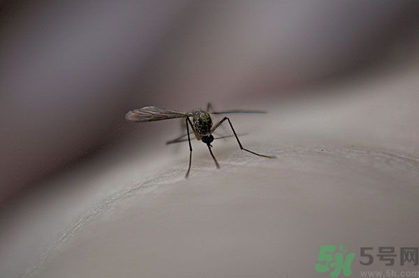 蚊子討厭什么氣味？蚊子討厭什么顏色？