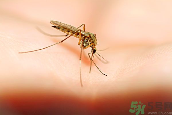 蚊子討厭什么氣味？蚊子討厭什么顏色？