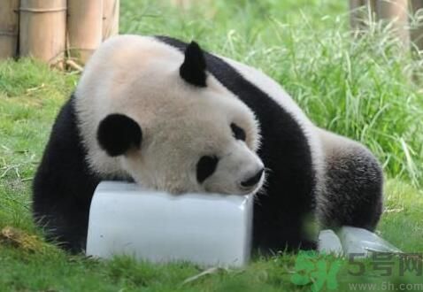 中暑可以吃水果嗎？中暑吃什么水果好？