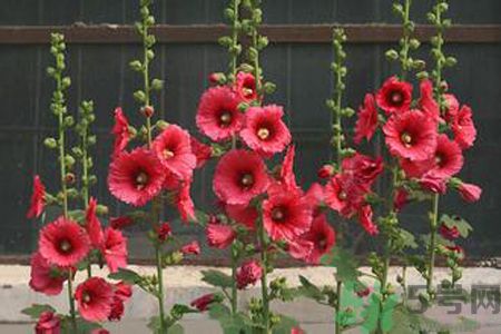 什么是蜀葵？蜀葵是一丈紅嗎？