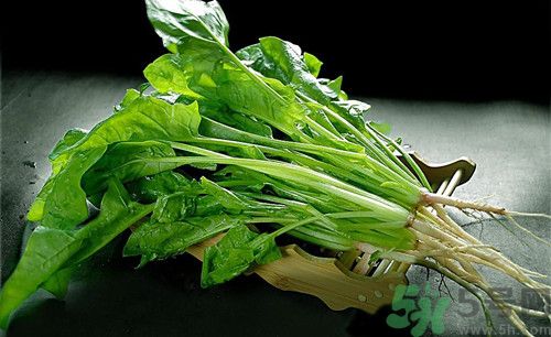 菠菜沒(méi)熟可以吃嗎?菠菜沒(méi)熟吃了會(huì)怎么樣