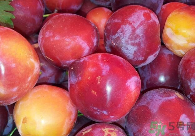 李子就是梅子嗎？李子和梅子有什么不同？