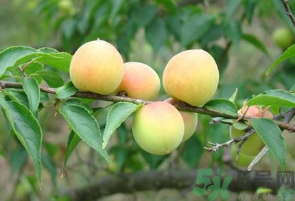 李子就是梅子嗎？李子和梅子有什么不同？