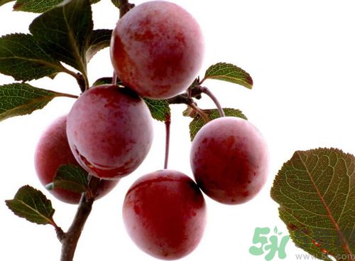 李子可以放冰箱嗎？李子應(yīng)該怎樣保存？