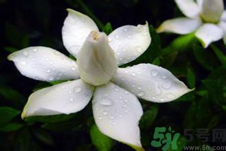 梔子花可以減肥嗎？梔子花怎么減肥？