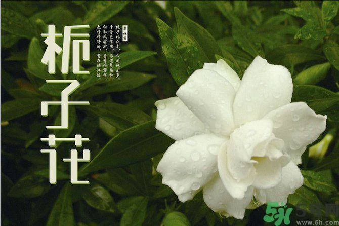 梔子花茶可以補(bǔ)血嗎？貧血可以喝梔子花茶嗎？